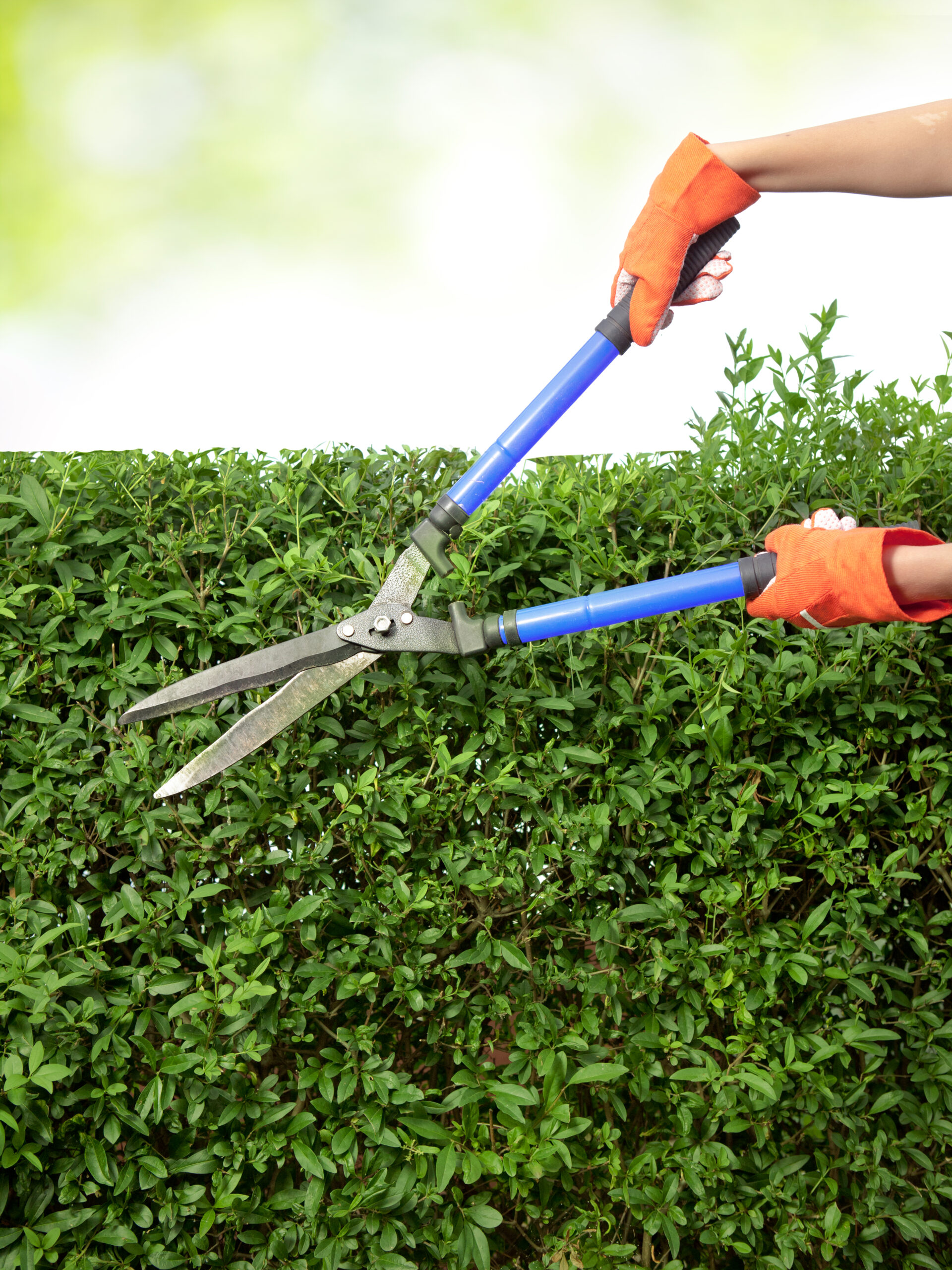 INSTALACIÓN Y MANTENIMIENTO DE JARDINES Y ZONAS VERDES 24/9122