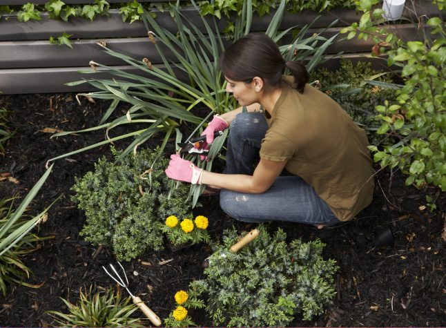 Gardening in urban backyard